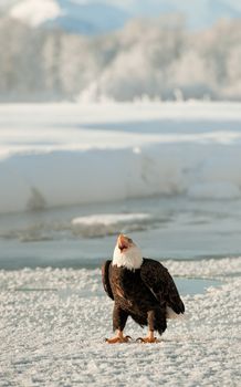 Portrait of an  Adult Bald Eagle (Haliaeetus leucocephalus) on the snow.Chilkat River Alaska USA Haliaeetus leucocephalus