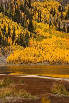 Mountain of aspens in full glory sweep to lakeside