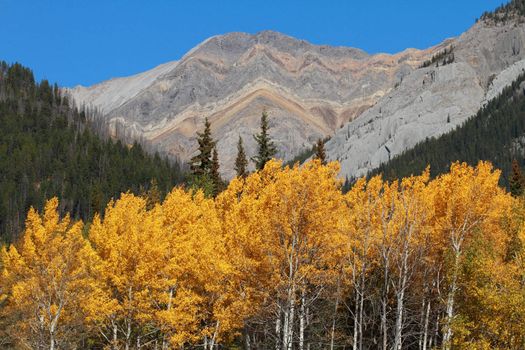 Autumn Aspen Trees with the Sawback Range in the Canadian Rockies