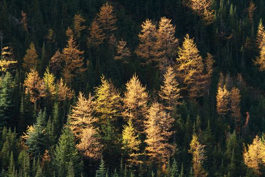 Autumn Alpine Larch trees on a mountainside