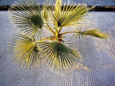 Palm fronds against the linear sand