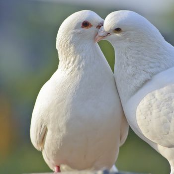 two loving white doves