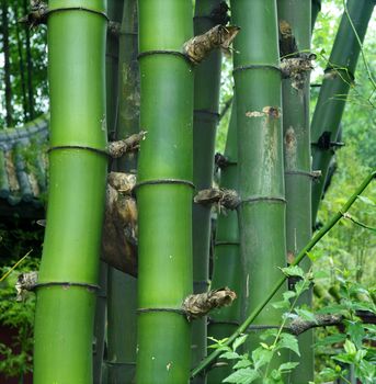 datails of green bamboo : Bambusa sinospinosa McClure
