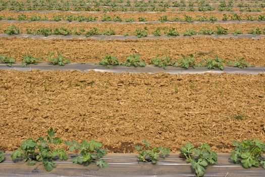 plants on a field covered with a plastic carpet