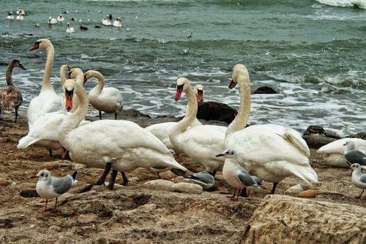 A breeding colony of white swans on a rocky shore with overcast sky and ocean waves.