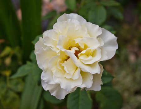wonderful pale white rose in the plot