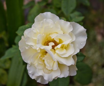 wonderful pale white rose in the plot