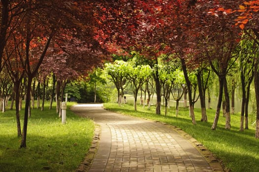 pathway under the red maple leaves