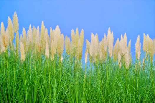 environment-friendly reeds