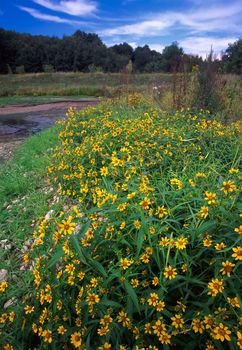 Beautiful yellow flowers at Rock Cut State Park in northern Illinois.