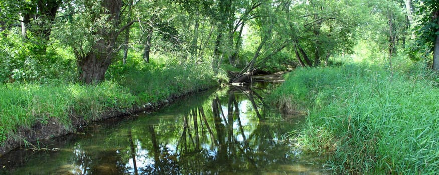 A creek runs through the woodlands of northern Illinois.