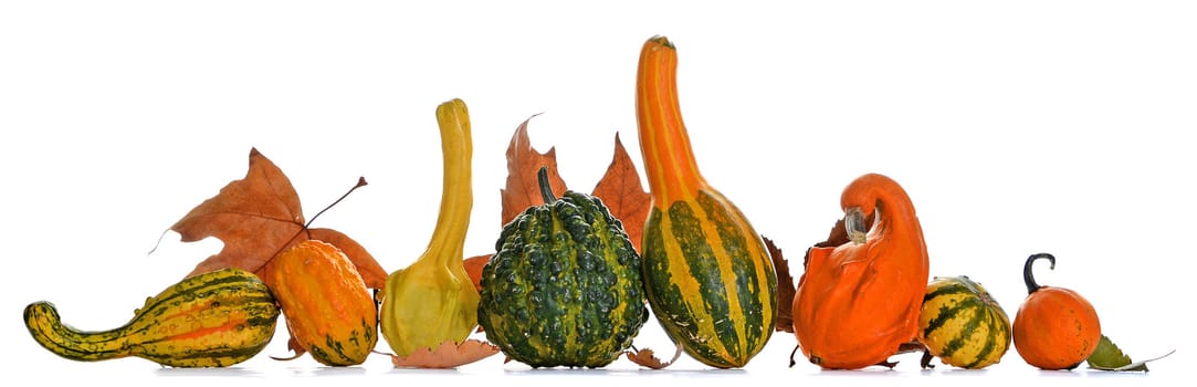 Bunch of gourds of different color and shape