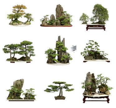 collection of the best china bonsai with white isolated background