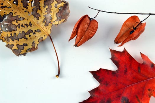 Dried leave on a ground representing autumn