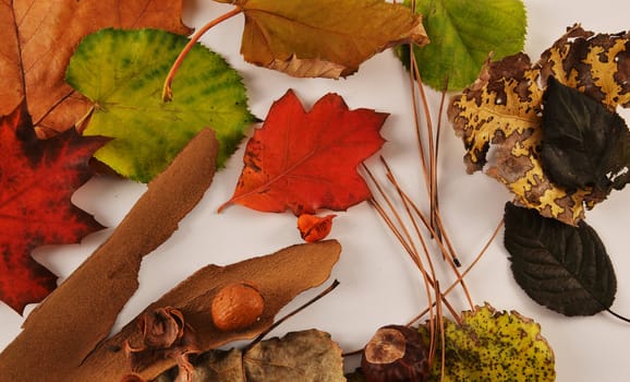 Dried leave on a ground representing autumn