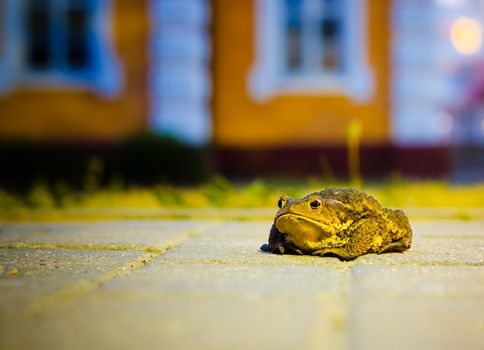 A close up of the toad in night