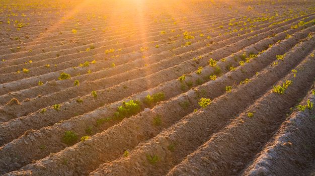 Bright sunset over green field.