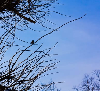 Silhouetteof the bird on branch