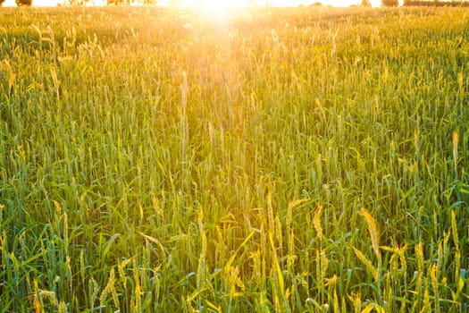 Bright sunset over wheat field.