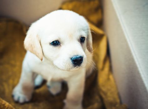 Golden retriever puppy of 7 weeks old