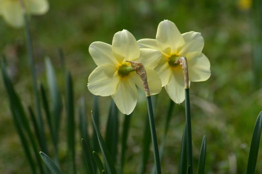 A couple of daffodils