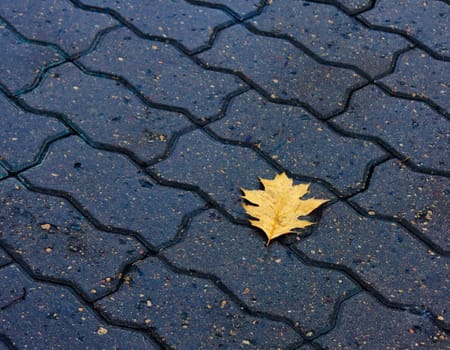 Lonely leaf of a tree in the floor