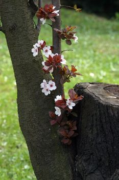 Close up of fruit flowers in the earliest springtime