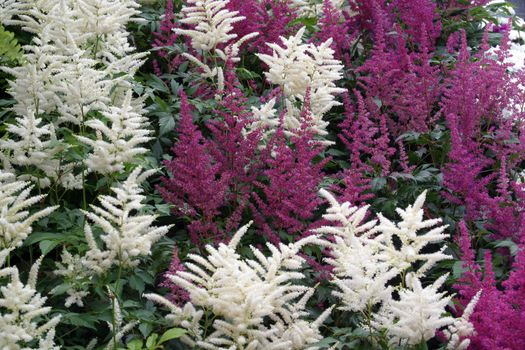 Bush of flowers in the garden