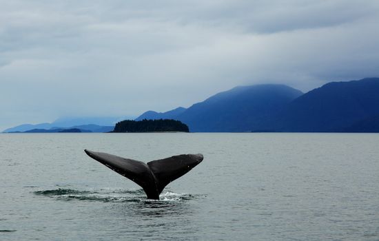 Humpback whale fluke in Auke Bay Alaska