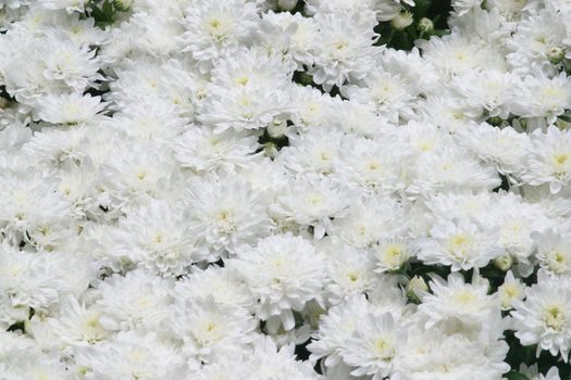 White flowers