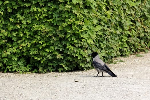 A bird watching in castle Belvedere, Vienna, Austria