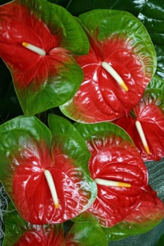 Bush of flowers in the garden