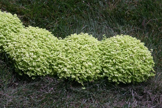 Flowers in park