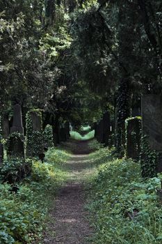 A savaged way in the jewish section of a central viennese cemetery