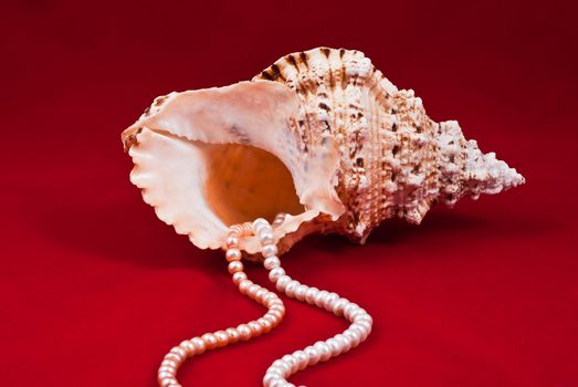 Sea shell with coral beads on red background