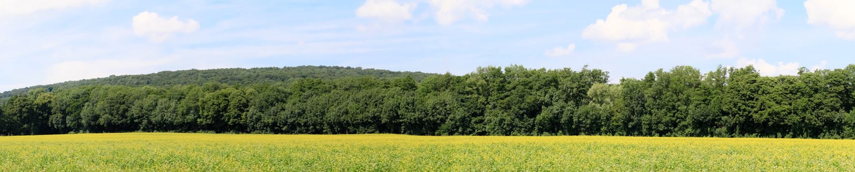 A panorama view of a rapeseed field in front of a forest under blue sky, close to Vienna
