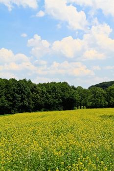 A field of rapeseeds in front of a green forest under blue sky with clouds