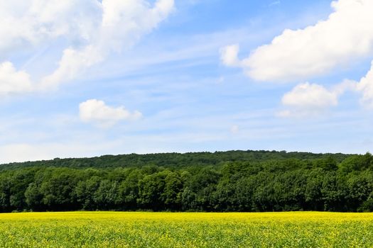 A field of rapeseeds in front of a green forest under blue sky with clouds