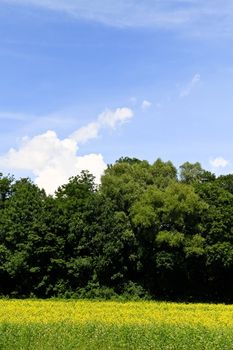 Contrasting colors due to a yellow rapeseed field, green trees & bushes and a blue sky with white clouds