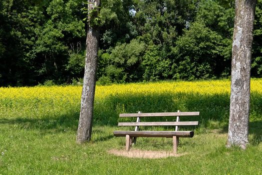 A bench under two trees in front of a rapeseed field in  a park outside Vienna