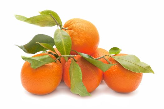 ecological orange on white background