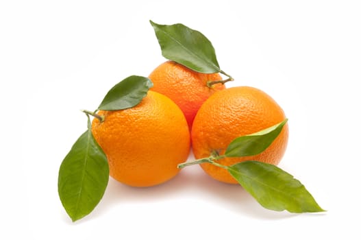 ecological orange on white background