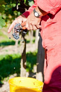 Man with scissors cutting blue wine grapes