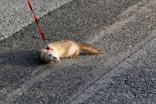 A ferret on the line hunting something while being led outside