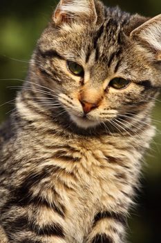 Close-up portrait of domestic cat over natural background