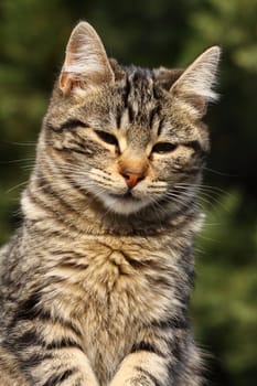 Close-up portrait of domestic cat over natural background