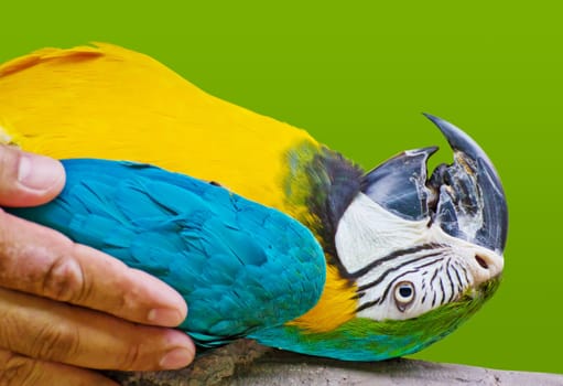 Macaw parrot