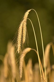 This photo present ears of wheat in the blurred background.