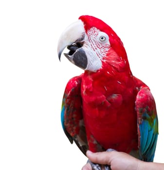 Macaw parrot