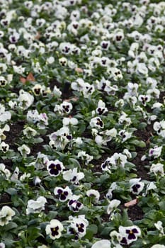 A field of pansies in a public park in Madrid